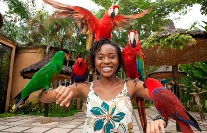 Colorful parrots at Bali Bird Park